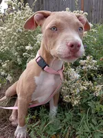 Gigi , a female American Bully for sale in Aurora, CO – 6 of 7
