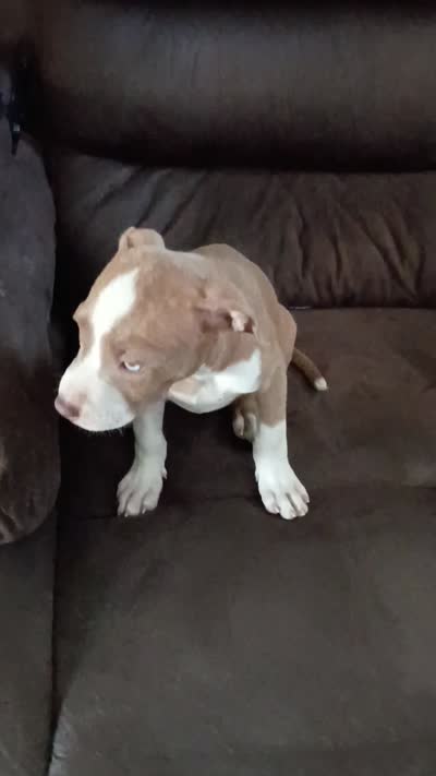 Cleo , a female American Bully and American Pit Bull Terrier for sale in Aurora, CO – 4 of 4