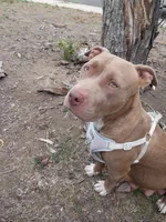 Cinnamon , a male American Pit Bull Terrier for sale in Aurora, CO – 6 of 10