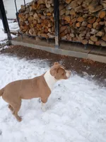 Waffles , a male American Bully and American Pit Bull Terrier for sale in Aurora, CO – 2 of 4