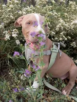 Zeus , a male American Bully and American Pit Bull Terrier for sale in Aurora, CO – 3 of 10