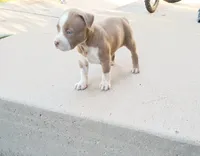 Cinnamon , a male American Pit Bull Terrier for sale in Aurora, CO – 10 of 10