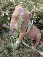 Zeus , a male American Bully and American Pit Bull Terrier for sale in Aurora, CO – 2 of 10