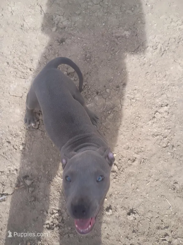 Chick – American Pit Bull Terrier puppy for sale in Aurora, CO