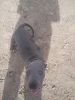 Chick, a female American Pit Bull Terrier for sale in Aurora, CO – 1 of 1