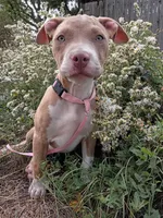 Gigi , a female American Bully and American Pit Bull Terrier for sale in Aurora, CO – 8 of 10