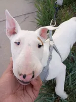 Cimy, a female Bull Terrier for sale in Aurora, CO – 2 of 10