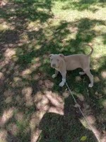 Pearl , a female American Bully and American Pit Bull Terrier for sale in Aurora, CO – 7 of 8