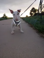 Cimy, a female Bull Terrier for sale in Aurora, CO – 9 of 10
