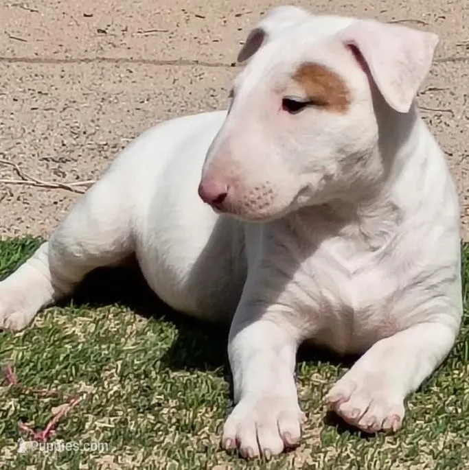 Cimy – Bull Terrier puppy for sale in Aurora, CO