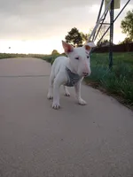 Cimy, a female Bull Terrier for sale in Aurora, CO – 8 of 10