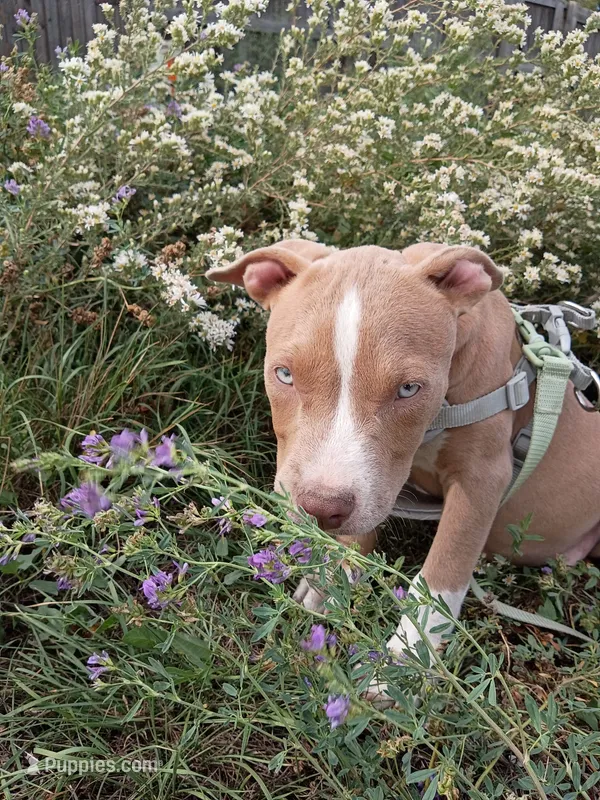Zeus  – American Bully, American Pit Bull Terrier puppy for sale in Aurora, CO