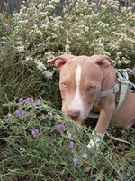 Zeus , a male American Bully and American Pit Bull Terrier for sale in Aurora, CO – 1 of 10