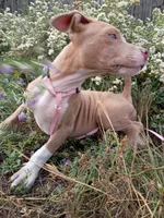 Gigi , a female American Bully for sale in Aurora, CO – 5 of 7