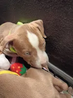 Cleo , a female American Bully and American Pit Bull Terrier for sale in Aurora, CO – 2 of 3