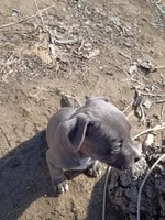 Rex, a male American Pit Bull Terrier for sale in Aurora, CO – Photo 4 of 4