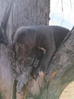 Rex, a male American Pit Bull Terrier for sale in Aurora, CO – Photo 2 of 4