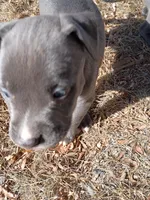Rex, a male American Pit Bull Terrier for sale in Aurora, CO – Photo 3 of 4