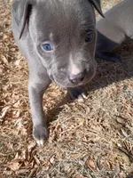 Rex, a male American Pit Bull Terrier for sale in Aurora, CO – Photo 1 of 4