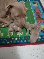 Cinnamon , a male American Pit Bull Terrier for sale in Aurora, CO – 3 of 10