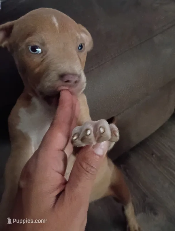 Izzy – American Bully, American Pit Bull Terrier puppy for sale in Aurora, CO