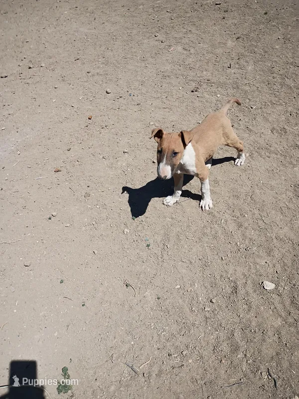 Sandy – Bull Terrier puppy for sale in Aurora, CO