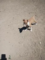 Sandy, a female Bull Terrier for sale in Aurora, CO – 1 of 2