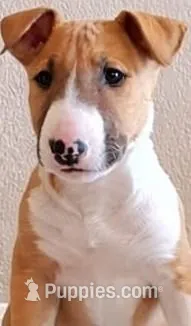 Sandy – Bull Terrier puppy for sale in Aurora, CO