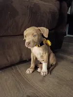 Pearl , a female American Bully and American Pit Bull Terrier for sale in Aurora, CO – 3 of 5