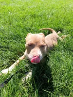 Cinnamon , a female American Bully and American Pit Bull Terrier for sale in Aurora, CO – 2 of 6