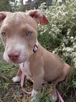 Gigi , a female American Bully for sale in Aurora, CO – 3 of 7