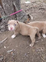 Cinnamon , a male American Pit Bull Terrier for sale in Aurora, CO – 5 of 10