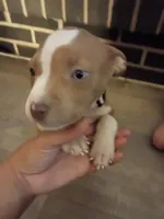 Willow , a female American Bully and American Pit Bull Terrier for sale in Aurora, CO – 4 of 6
