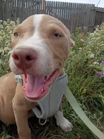 Zeus , a male American Bully and American Pit Bull Terrier for sale in Aurora, CO – 6 of 10