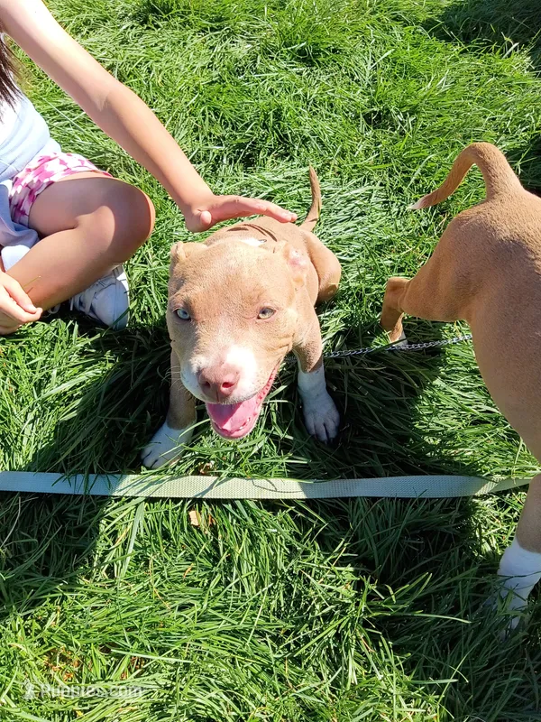 Cinnamon  – American Bully, American Pit Bull Terrier puppy for sale in Aurora, CO