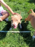 Cinnamon , a female American Bully and American Pit Bull Terrier for sale in Aurora, CO – 1 of 6