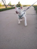 Cimy, a female Bull Terrier for sale in Aurora, CO – 6 of 10