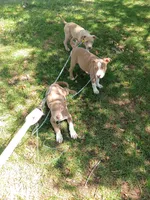 Cinnamon , a female American Bully and American Pit Bull Terrier for sale in Aurora, CO – 4 of 6