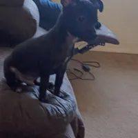 Parrot, a male Chihuahua for sale in Aurora, CO – Photo 9 of 9