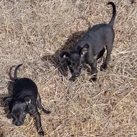 Parrot, a male Chihuahua for sale in Aurora, CO – Photo 2 of 9