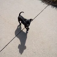 Parrot, a male Chihuahua for sale in Aurora, CO – Photo 6 of 9