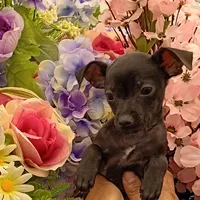 Parrot, a male Chihuahua for sale in Aurora, CO – Photo 4 of 9