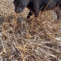 Parrot, a male Chihuahua for sale in Aurora, CO – Photo 7 of 9