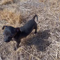 Parrot, a male Chihuahua for sale in Aurora, CO – Photo 8 of 9