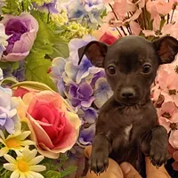 Parrot, a male Chihuahua for sale in Aurora, CO – Photo 3 of 9