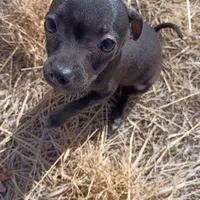 Parrot, a male Chihuahua for sale in Aurora, CO – Photo 5 of 9