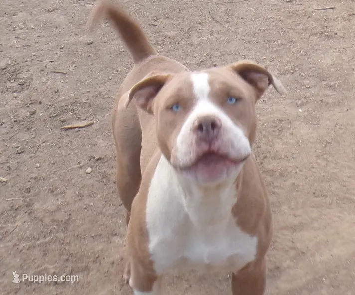 Waffles  – American Bully, American Pit Bull Terrier puppy for sale in Aurora, CO