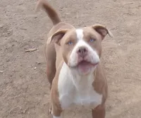 Waffles , a male American Bully and American Pit Bull Terrier for sale in Aurora, CO – 1 of 4