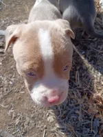 Mac, a male American Pit Bull Terrier for sale in Aurora, CO – Photo 4 of 4