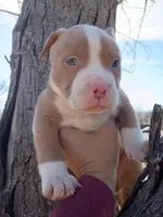 Mac, a male American Pit Bull Terrier for sale in Aurora, CO – Photo 2 of 4